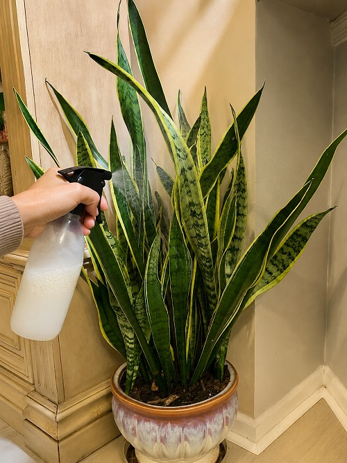 Spraying Rice Water on Snake Plants for 30 Days 1
