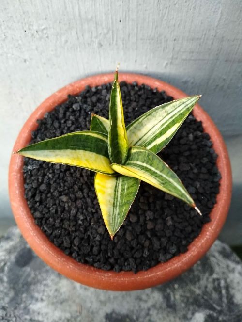 star shaped snake plant