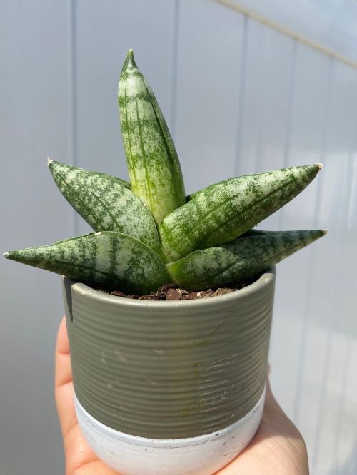 Starfish Snake Plant