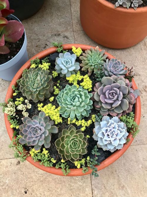  Crowded Succulent Arrangements