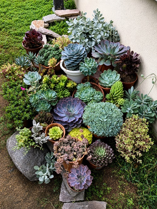 Chaos Garden This Spring