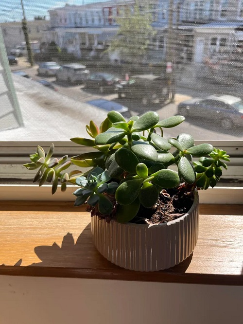 Succulent Spaces Need Proper Lighting