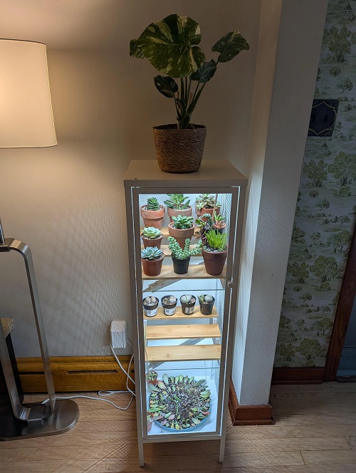succulent greenhouse