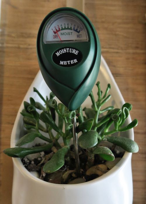 Succulents Need Different Care in Summer and Winter