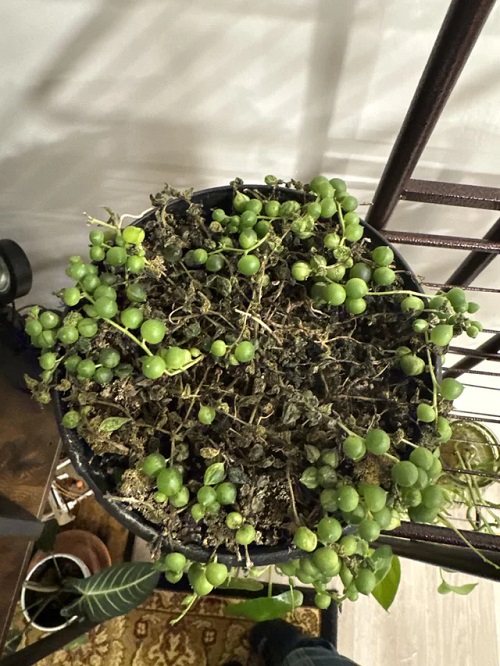 string of pearls is underwater