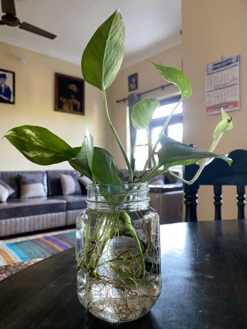Pothos water Propagation