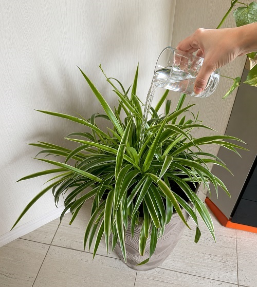 water spider plant