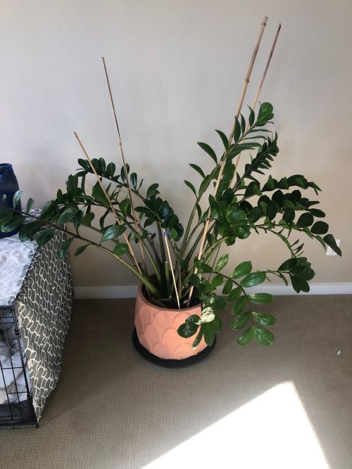 ZZ Plant Stems Bending