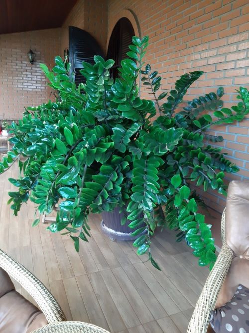 ZZ Plant Stems Bending