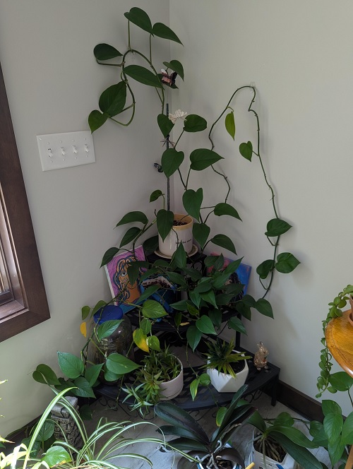 Plant Corner Styling Mistakes