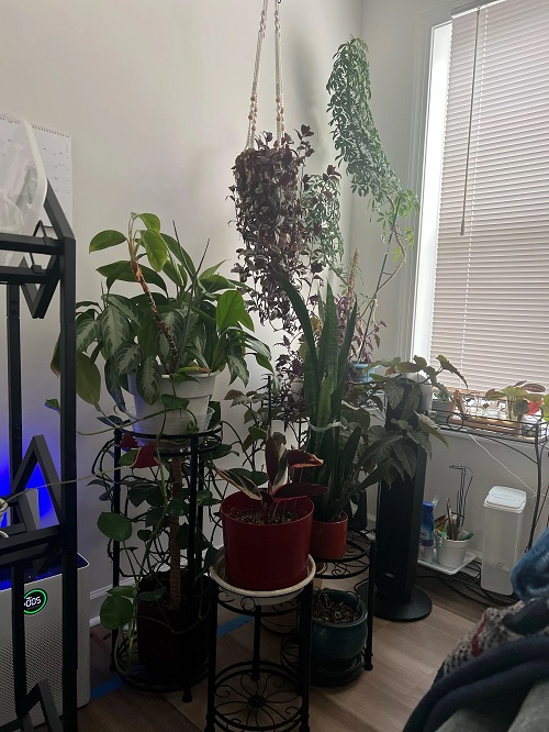 Crowded Area with Too Many Plants