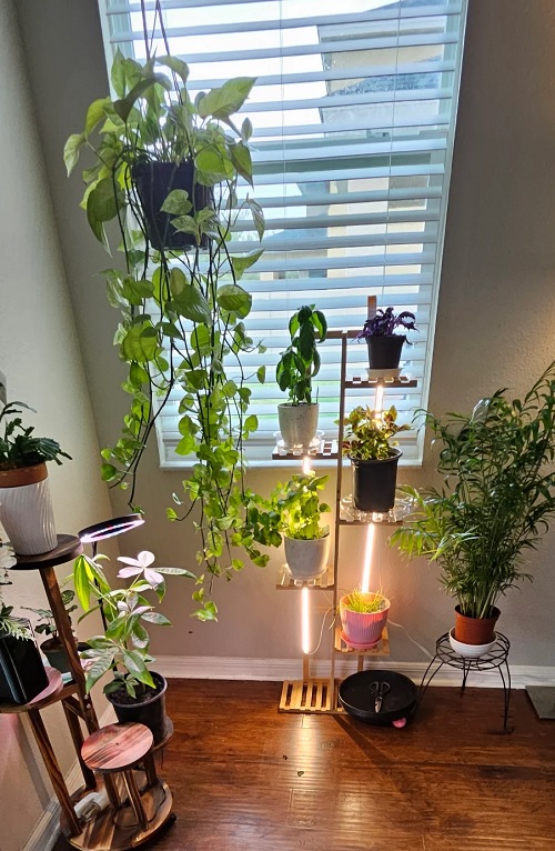 hanging plant in corner
