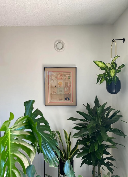 plant corner with artistry