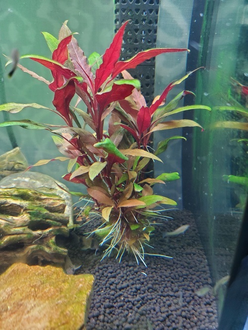 Red Plant Grown in Water