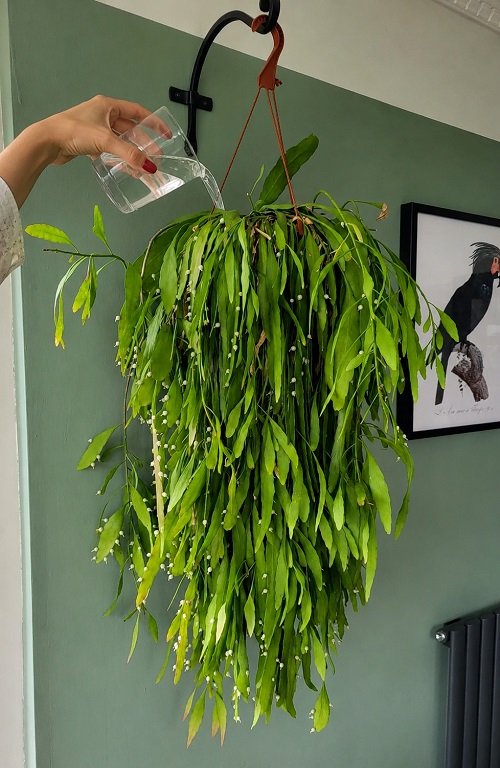 Banana Peel Trick for Hanging Plants 2