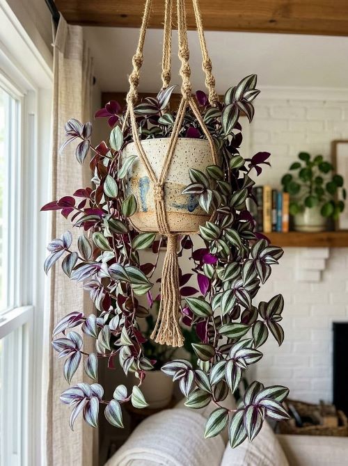 Banana Peel Trick for Hanging Plants