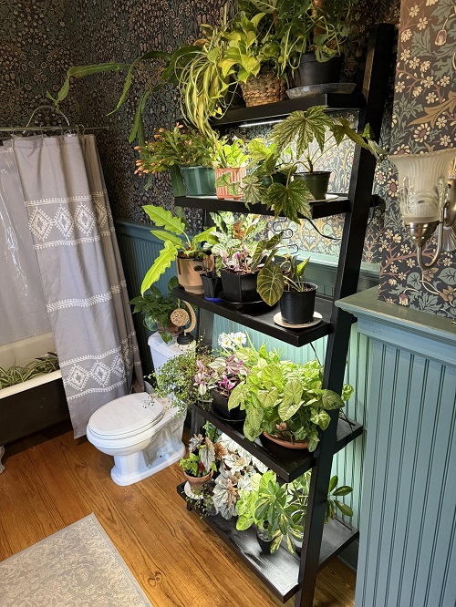 Bathroom ladder plant Shelves
