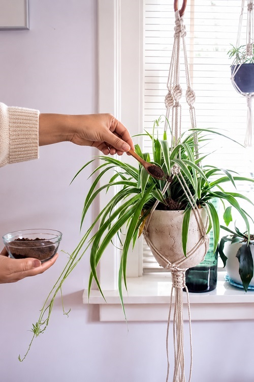 Coffee Grounds Trick for Hanging Plants