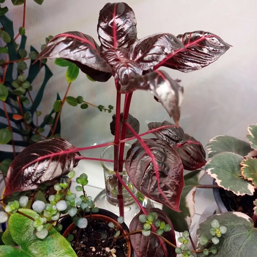 Bloodleaf