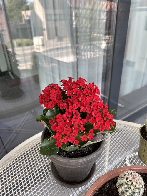 Kalanchoe Blossfeldiana
