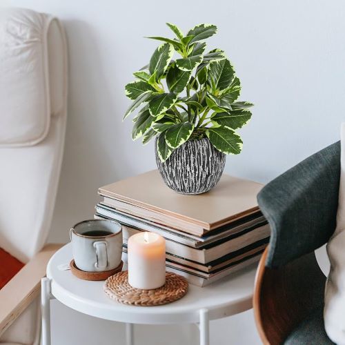 Plant on Coffee Table 2