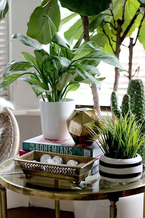 Plant on Coffee Table 2