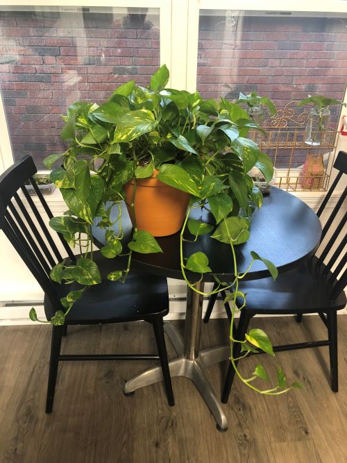 Plant on Coffee Table 4