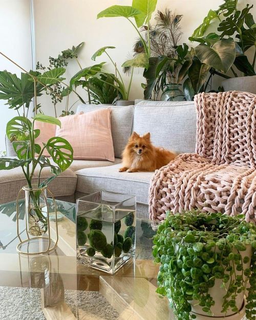 Plant on Coffee Table 3