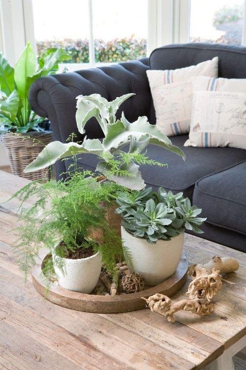 Plant on Coffee Table 5