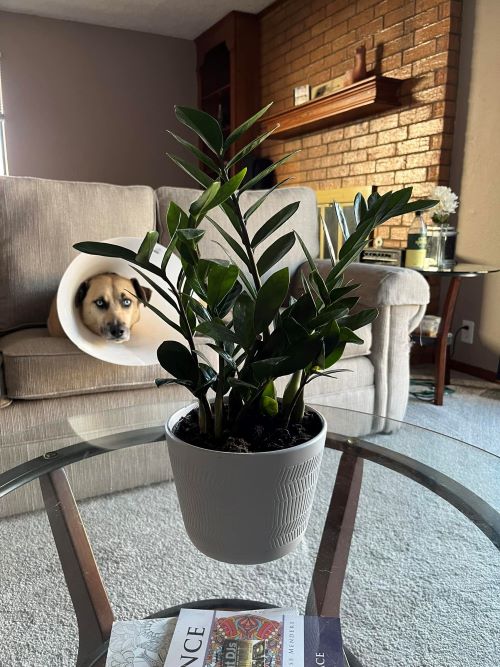 Plant on Coffee Table 7