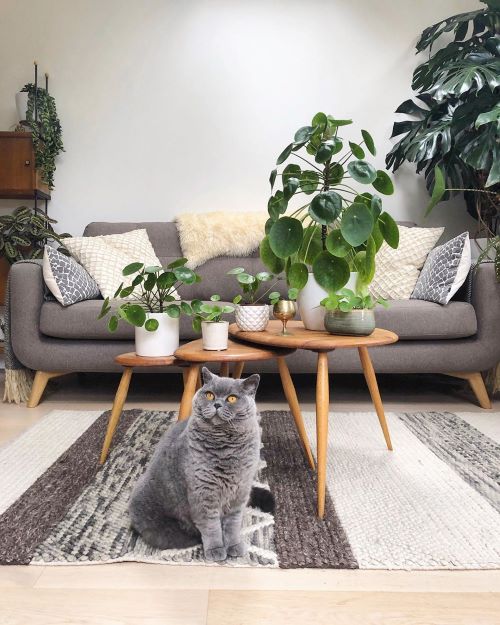 Plant on Coffee Table 8