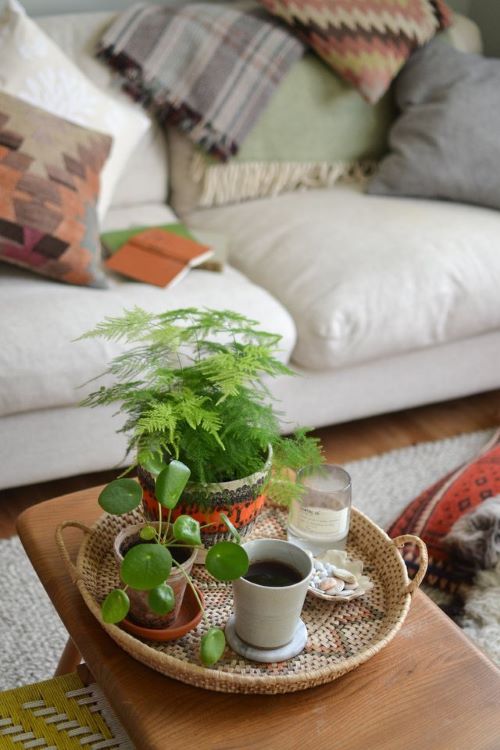 Plant on Coffee Table 6