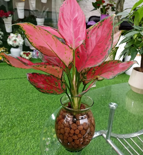 Red Aglaonema in water