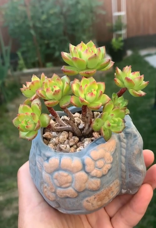 red-Tipped Echeveria