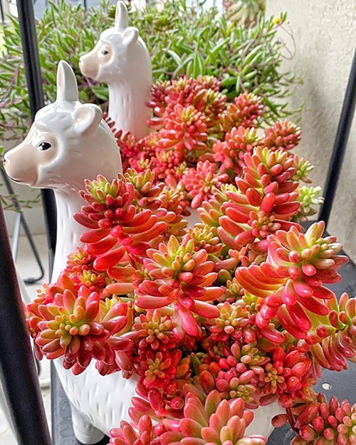 Sedum Rubrotinctum