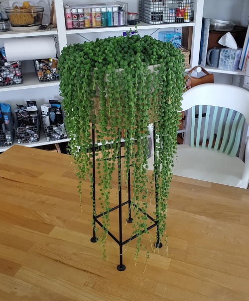 String of Pearls plants