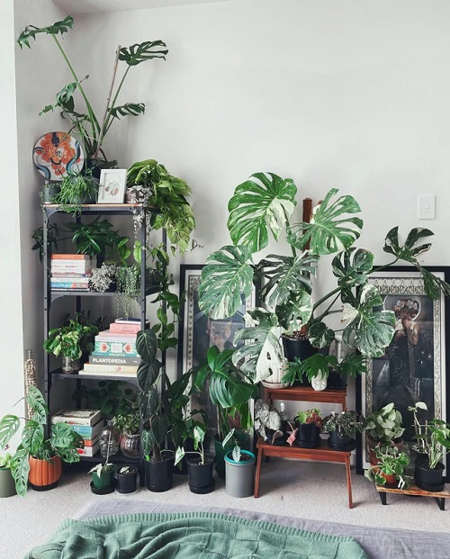 Monstera Shelf Ideas 8