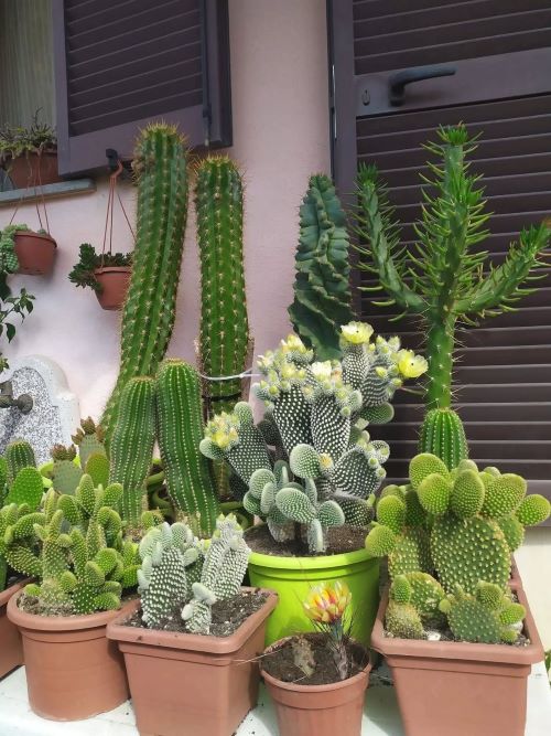 cactus