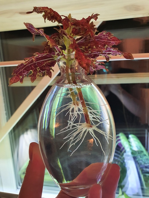 Coleus