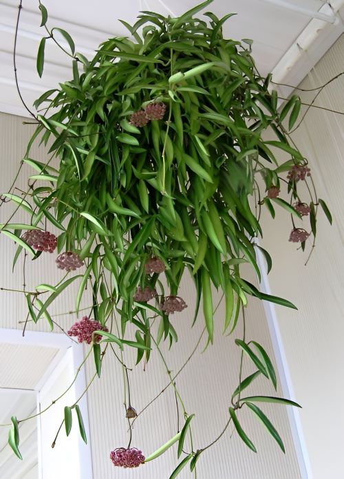 Hanging Ideas for Hoyas