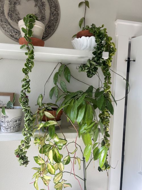 Floating Shelves