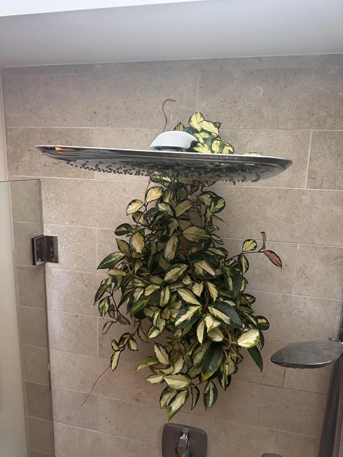 Hang hoya in the Bathroom