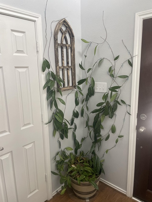hoya plant wall display