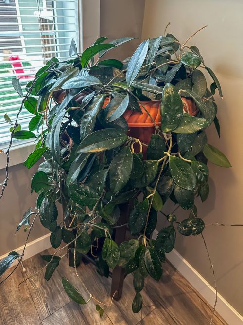 Style an Empty Corner with hoya plant
