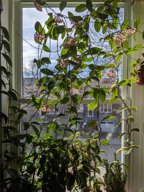 Hoya Window Garden