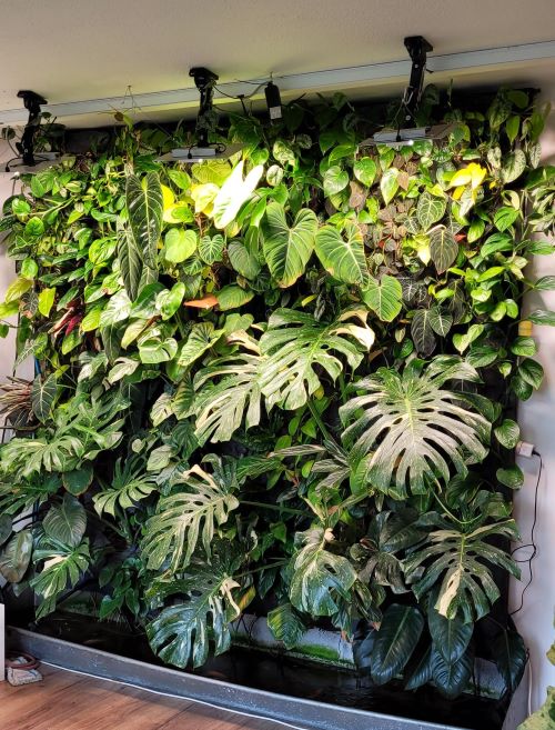 living plant wall