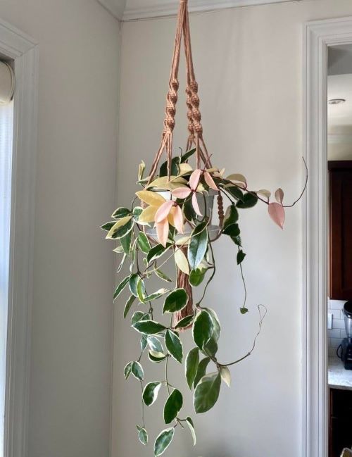 The Classic Macrame Hanger