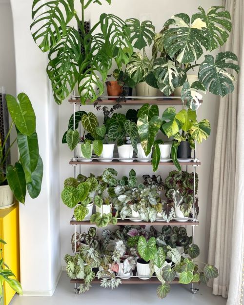 Monstera Shelf Ideas 3