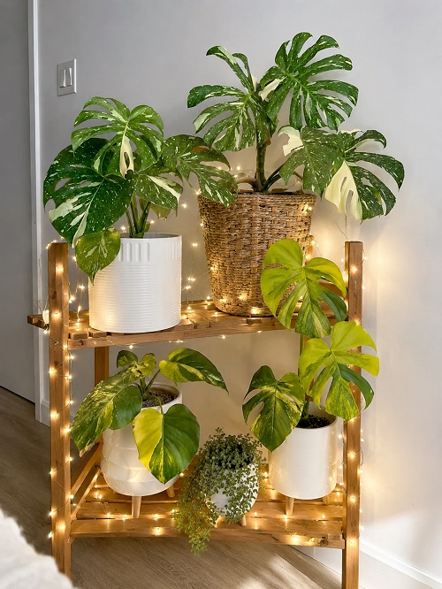 Monstera Shelf Ideas