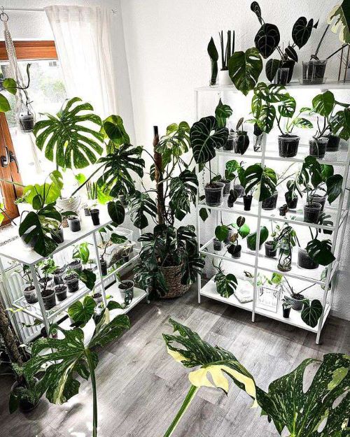 Monstera Shelf Ideas 4